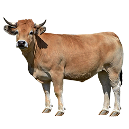 Aubrac Cow